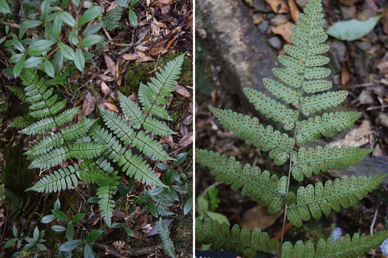 f:id:hiro1216:20170118090716j:image