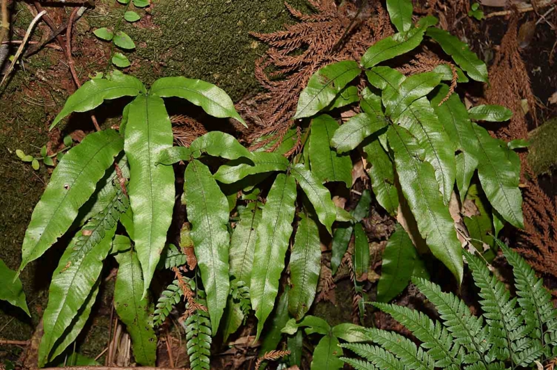 f:id:hiro1216:20170118130117j:image