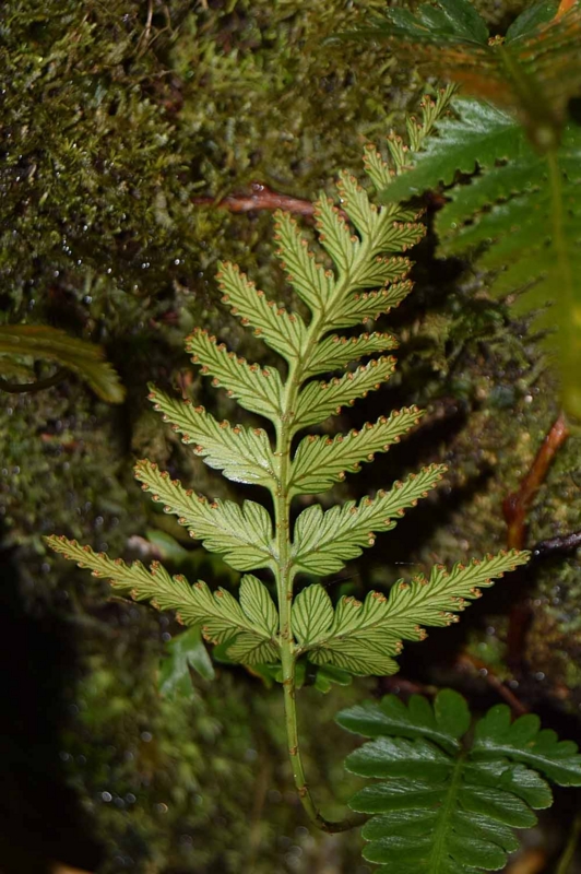 f:id:hiro1216:20170120084951j:image:w640