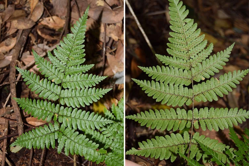 f:id:hiro1216:20170121192928j:image