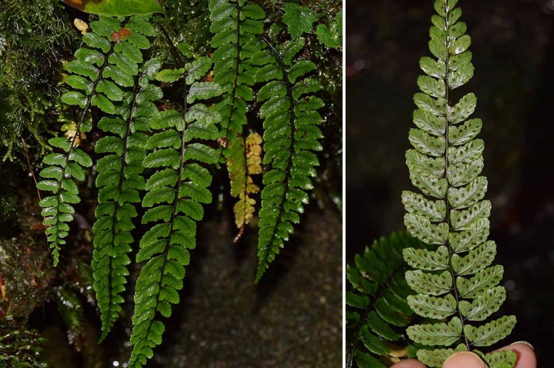 f:id:hiro1216:20170122161520j:image