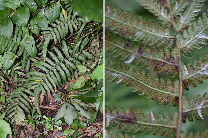 f:id:hiro1216:20170122194756j:image