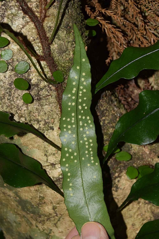 f:id:hiro1216:20170123113534j:image:w640