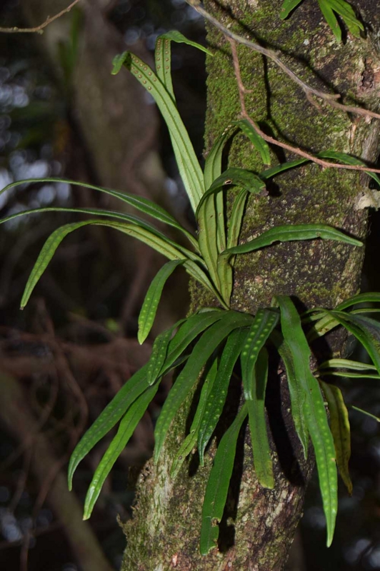 f:id:hiro1216:20170123113729j:image:w640