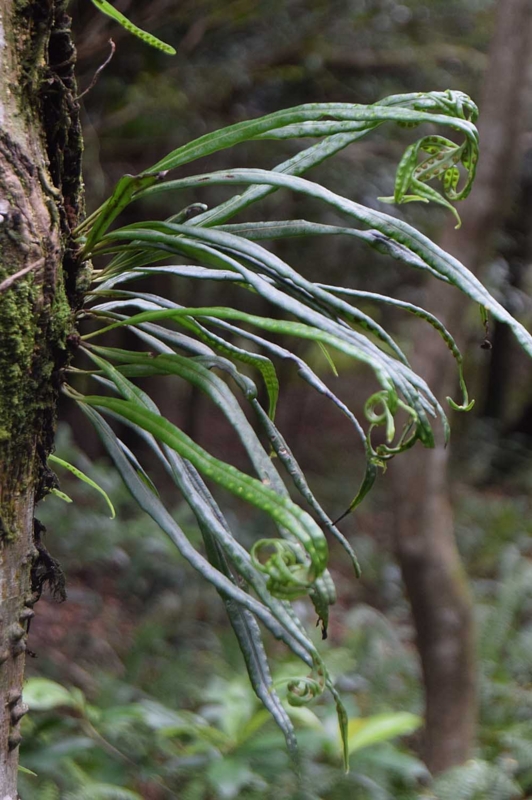 f:id:hiro1216:20170123113812j:image:w640