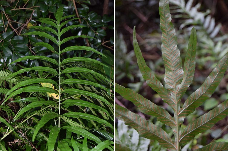 f:id:hiro1216:20170123152245j:image