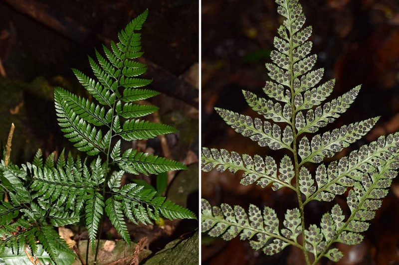 f:id:hiro1216:20170124115605j:image