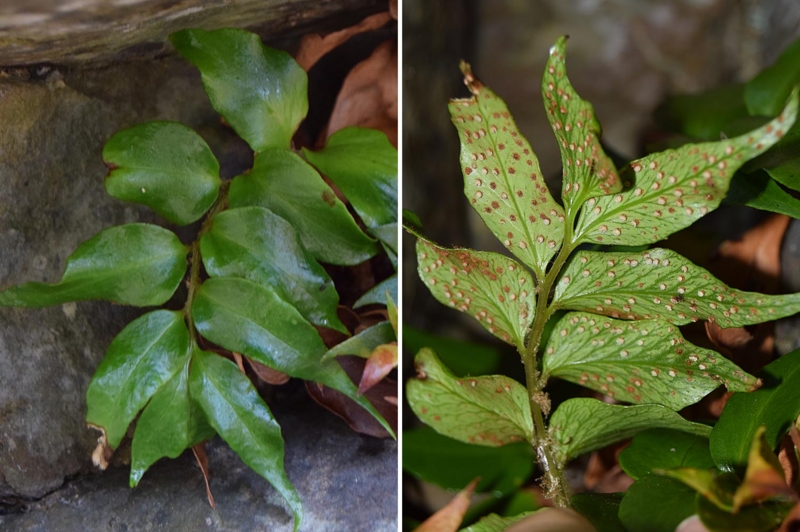 f:id:hiro1216:20170124121049j:image