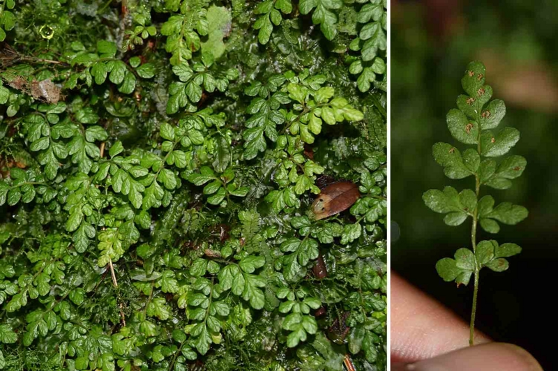 f:id:hiro1216:20170124180628j:image