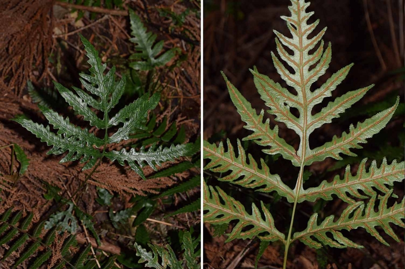 f:id:hiro1216:20170124184559j:image