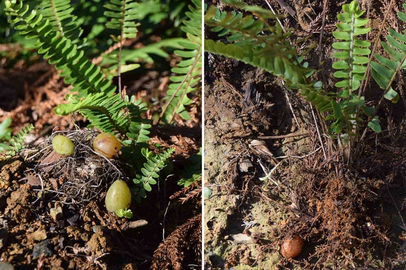 f:id:hiro1216:20170125192644j:image