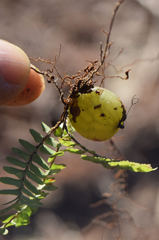 f:id:hiro1216:20170125192713j:image:w360