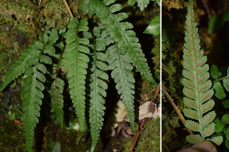 f:id:hiro1216:20170126204658j:image