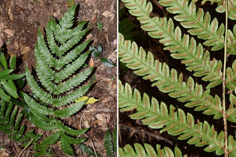 f:id:hiro1216:20170129061408j:image