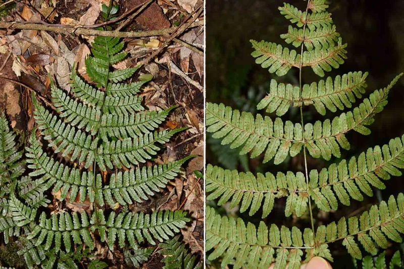 f:id:hiro1216:20170129124718j:image