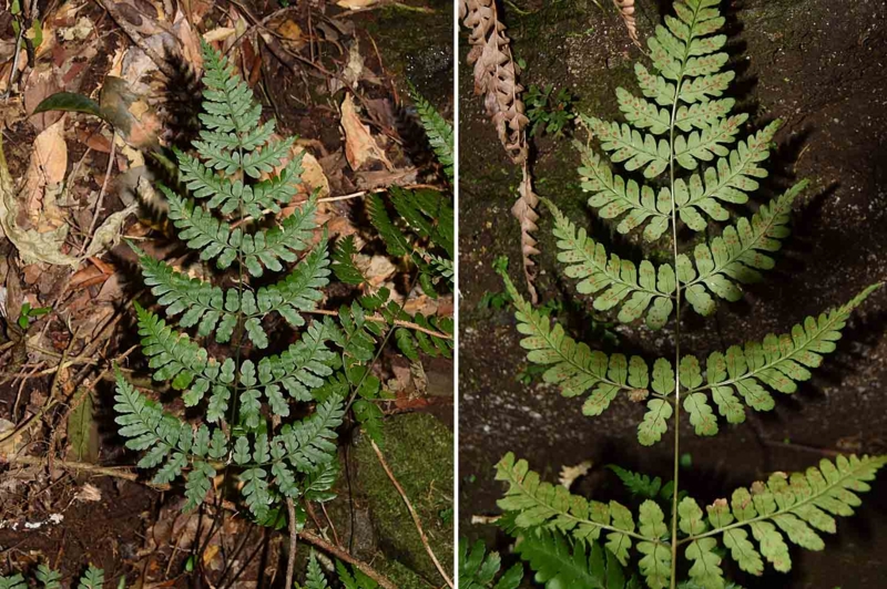 f:id:hiro1216:20170129145556j:image