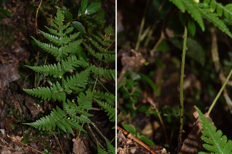 f:id:hiro1216:20170129151422j:image