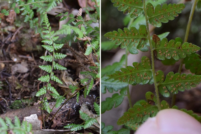 f:id:hiro1216:20170130134606j:image