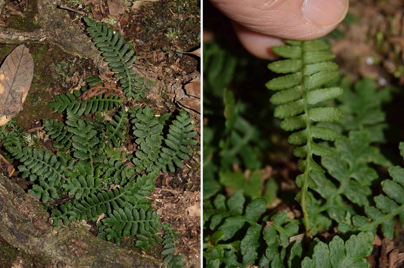 f:id:hiro1216:20170130152131j:image