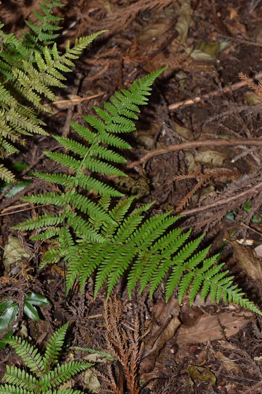 f:id:hiro1216:20170130201808j:image