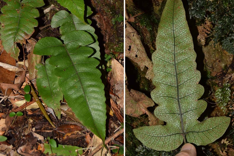 f:id:hiro1216:20170130201951j:image