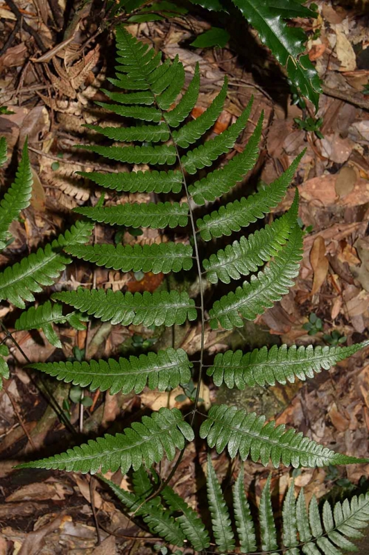 f:id:hiro1216:20170131070234j:image:w640