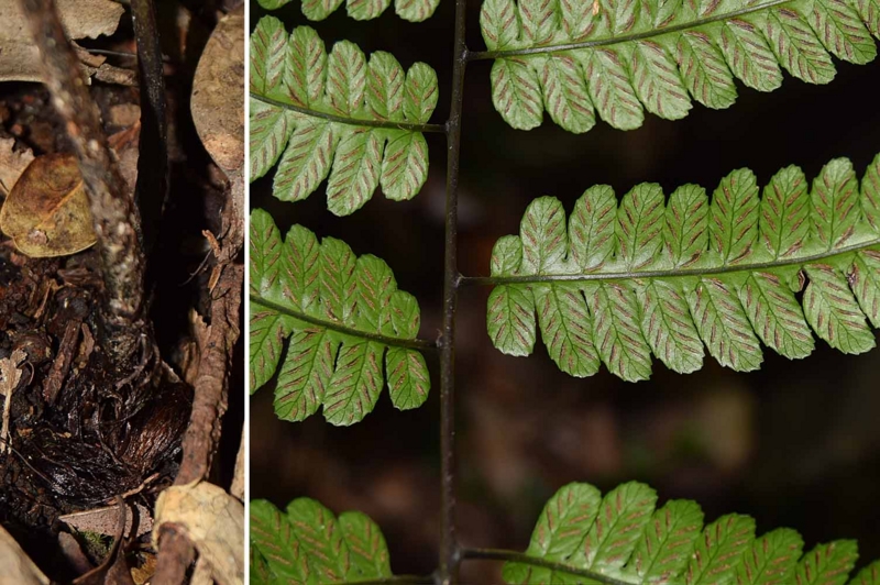 f:id:hiro1216:20170131070301j:image