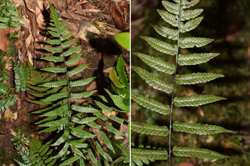 f:id:hiro1216:20170131070355j:image