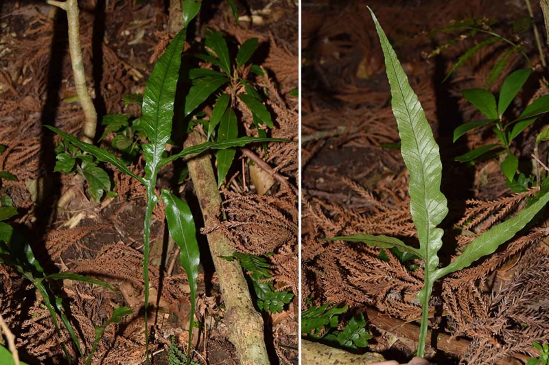 f:id:hiro1216:20170201181644j:image