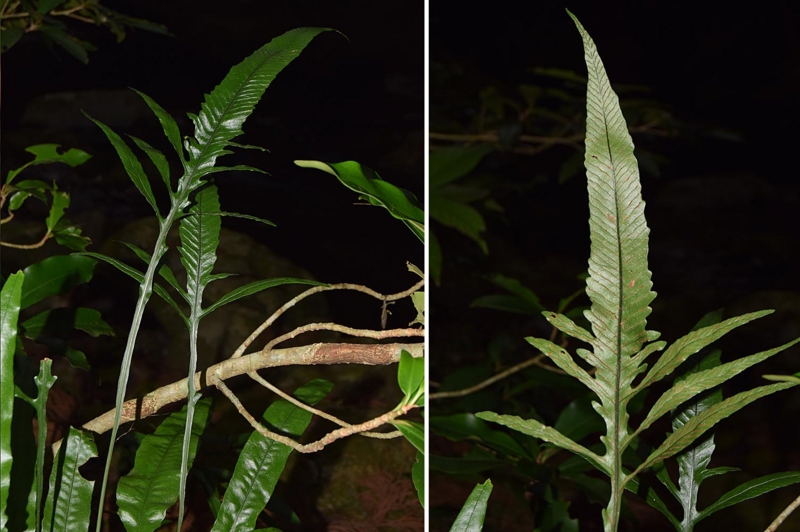 f:id:hiro1216:20170201181834j:image