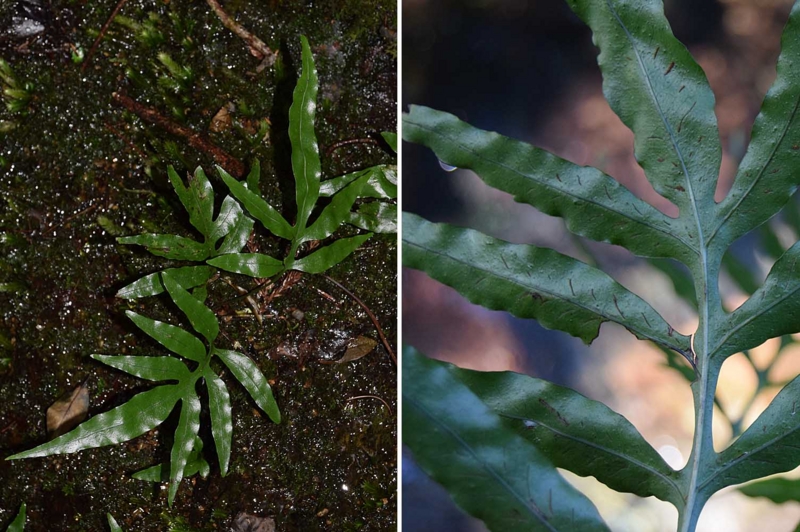 f:id:hiro1216:20170201182013j:image