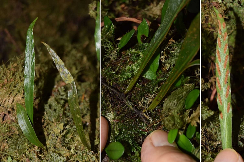 f:id:hiro1216:20170201190055j:image