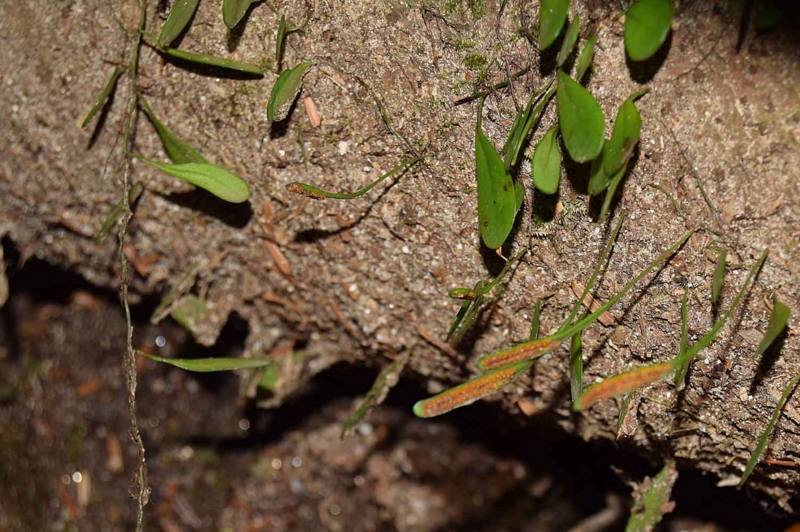 f:id:hiro1216:20170202201643j:image