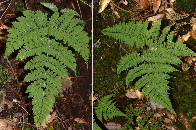 f:id:hiro1216:20170202201729j:image