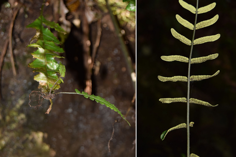 f:id:hiro1216:20170202201900j:image