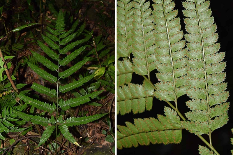 f:id:hiro1216:20170203215756j:image