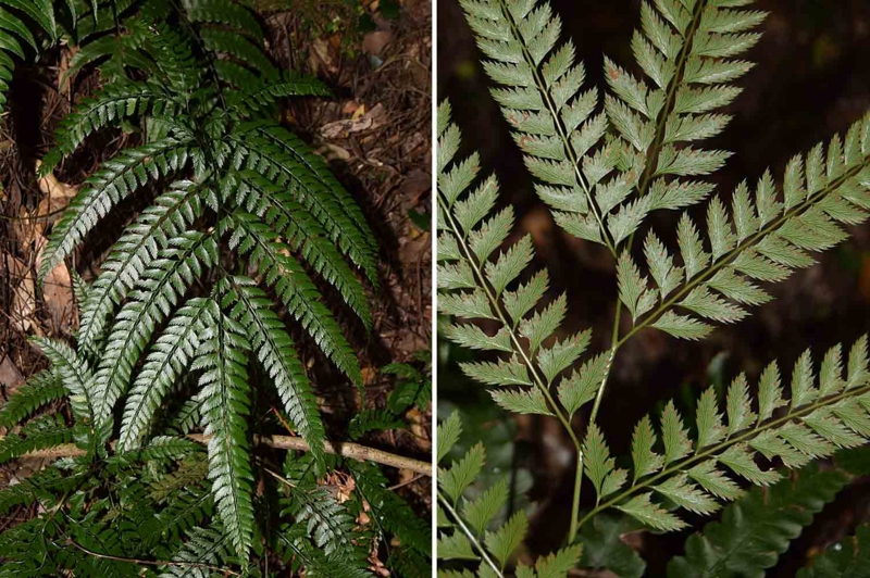 f:id:hiro1216:20170203215838j:image