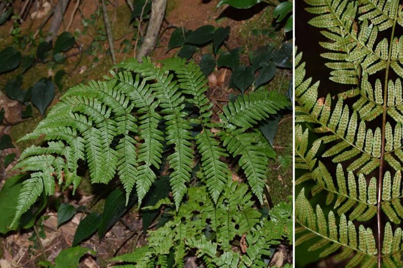 f:id:hiro1216:20170205173027j:image