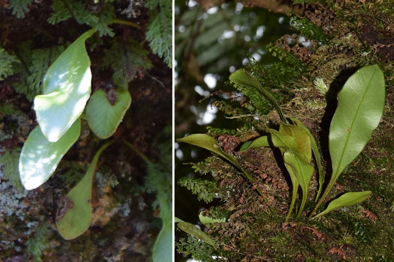 f:id:hiro1216:20170205173134j:image