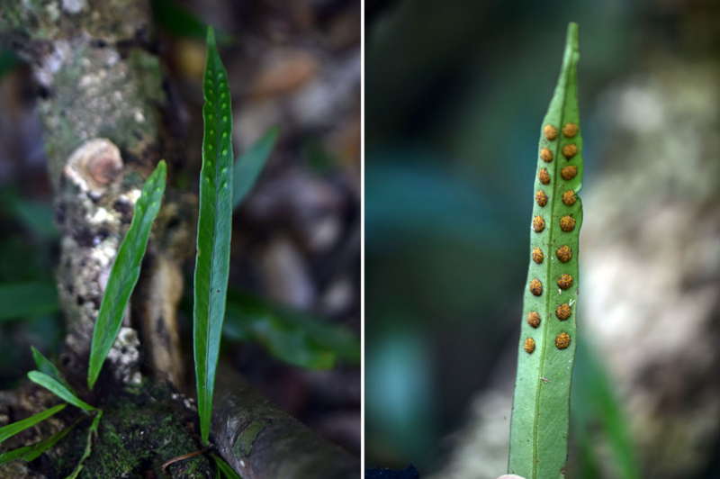 f:id:hiro1216:20170205201418j:image