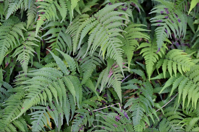 f:id:hiro1216:20170205201706j:image