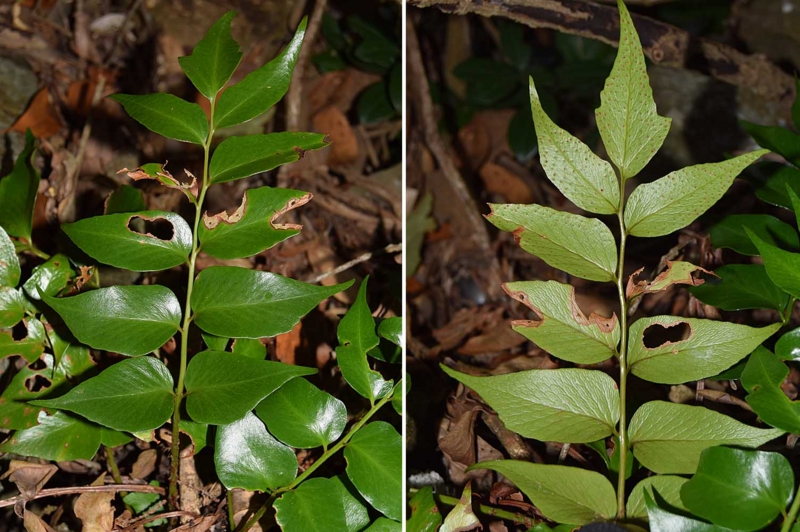 f:id:hiro1216:20170206112233j:image