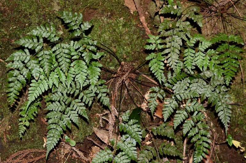 f:id:hiro1216:20170207194059j:image