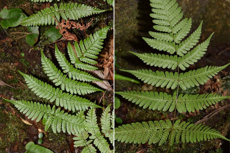 f:id:hiro1216:20170207194827j:image