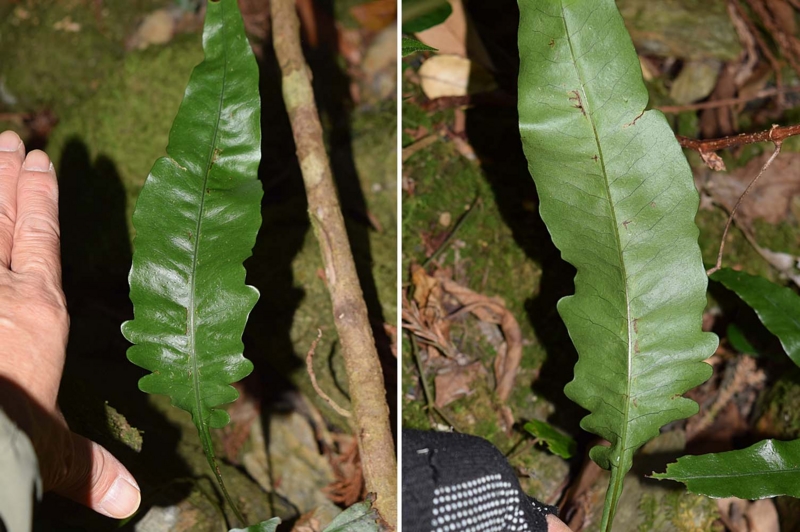 f:id:hiro1216:20170207202533j:image