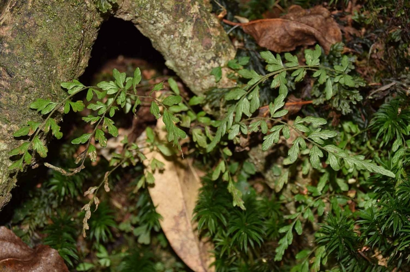 f:id:hiro1216:20170210112435j:image