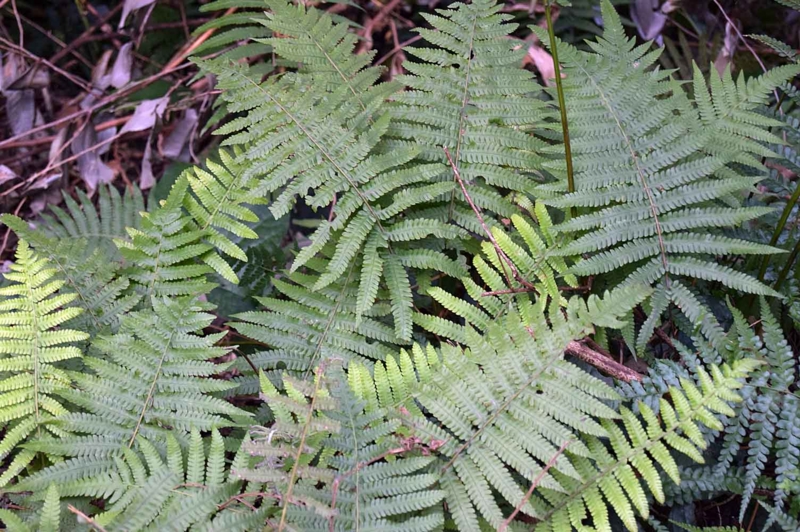 f:id:hiro1216:20170210113616j:image