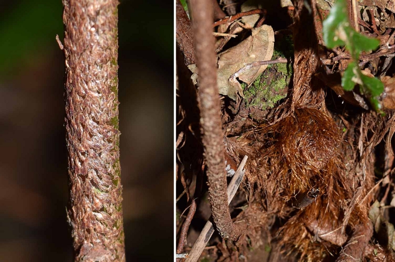 f:id:hiro1216:20170210115515j:image