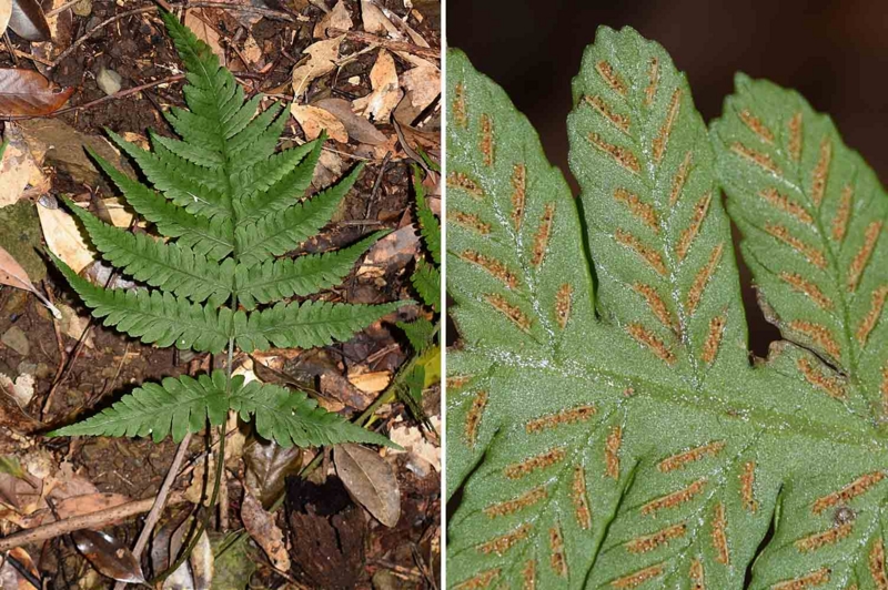 f:id:hiro1216:20170213173012j:image