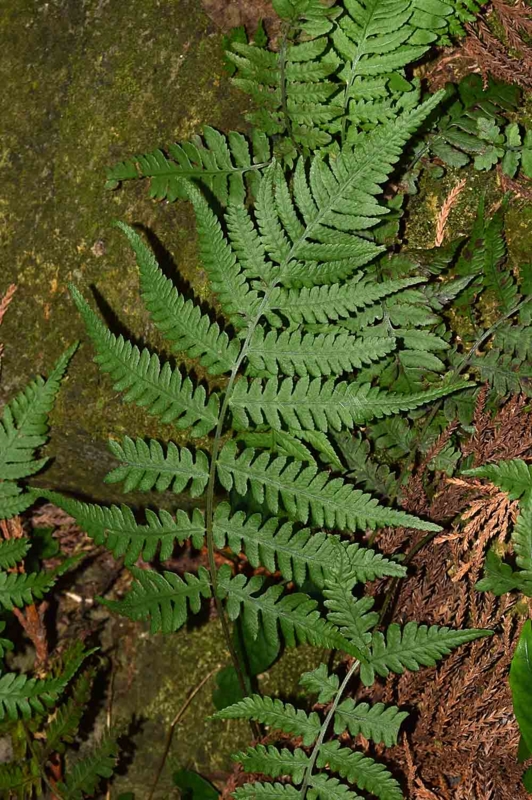 f:id:hiro1216:20170213175022j:image:w640